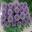 Ornamental Allium - Powder Puff