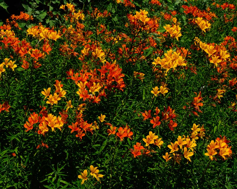 Orange and yellow Alstroemeria hybrids had height and colour to a garden border