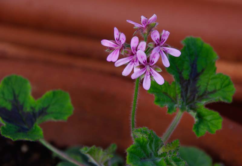 Pelargonium Chocolate Mint - small pink flowers leaves give off slightly peppermint and chocolate fragrance when rubbed