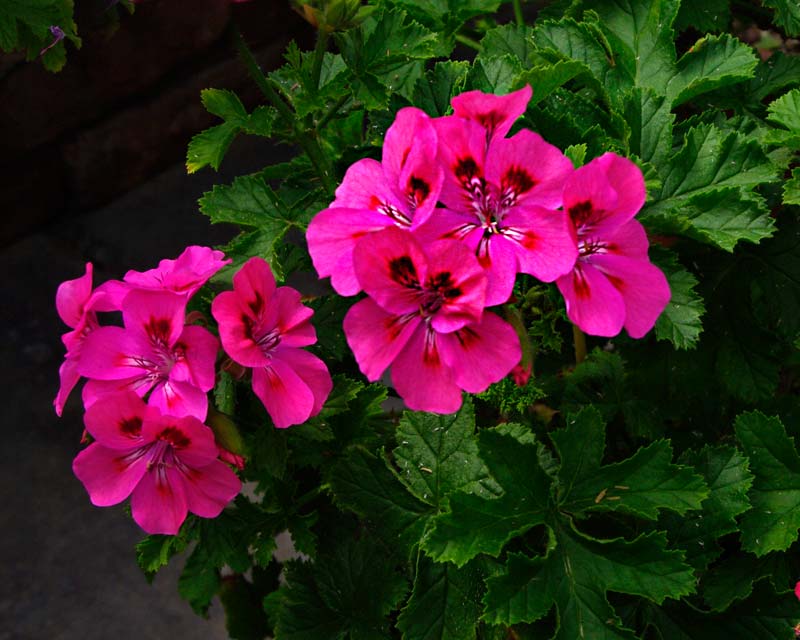 Scented Leaved Pelargonium Brunswick - has sweet scented leaves and deep pink flowers