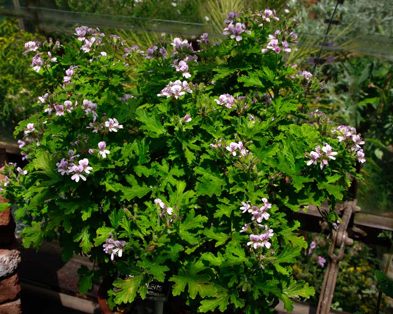 Scented Leaved Pelargonium  Graveolens has pretty mauve flowers and ruffled foliage with a rose scent