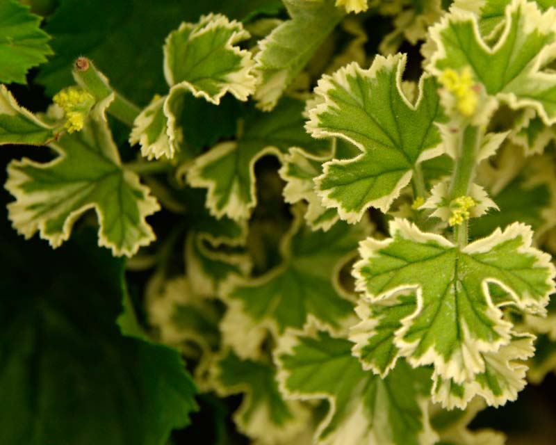 Scented Leaved Pelargonium Crispum Variegatum - small variagated leaves with lemon scent