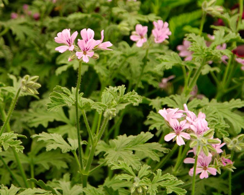 Scented Leaved Pelargonium Grey Lady Plymouth has pink flowers - the leaves has a rose lemon scent