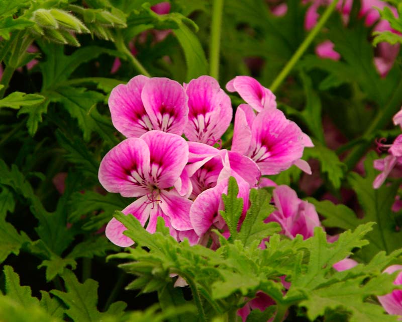 Scented Leaved Pelargonium Lara Jester - the leaves have a rose-lemon scent, flowers pink and white with purple veins