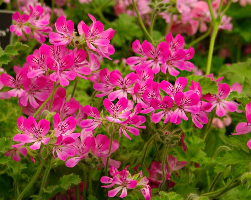 Scented Leaved Pelargonium Pink Capricorn  has grey green leaves with a lemon-rose scent