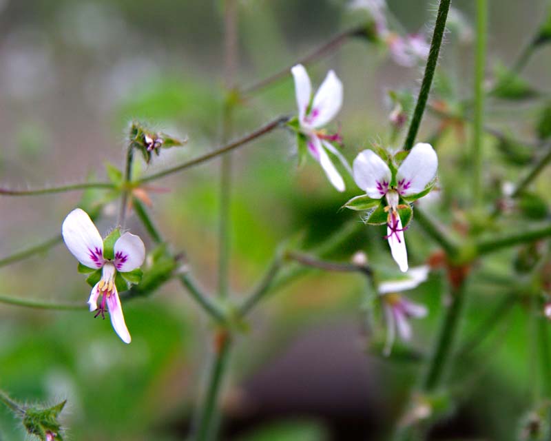 Scented Leaved Pelargonium Tomentosum has tiny white flowers and peppermint scented leaves