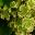 Scented Leaved Pelargonium Crispum Variegatum - small variagated leaves with lemon scent