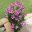 Pelargonium 'Baby Snooks' - wonderful flower display in spring