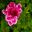 Angel pelargonium -Berkswell Carnival - Flowers have deep magenta upper petals and pink and magenta lower petals