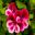 Angel Pelargonium - Cottenham Wonder flowers have deep cerise upper petals and pink and cerise lower petals