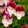 Angel Pelargonium Quantock Classic - has red-purple upper petals and white lower petals tinged with purple