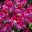 Angel Pelargonium - Angel Eyes Burgundy maroon and pink petals
