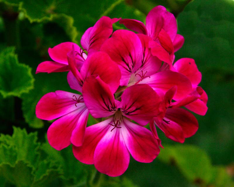 Bright Pink flowers of Brilliant Unique