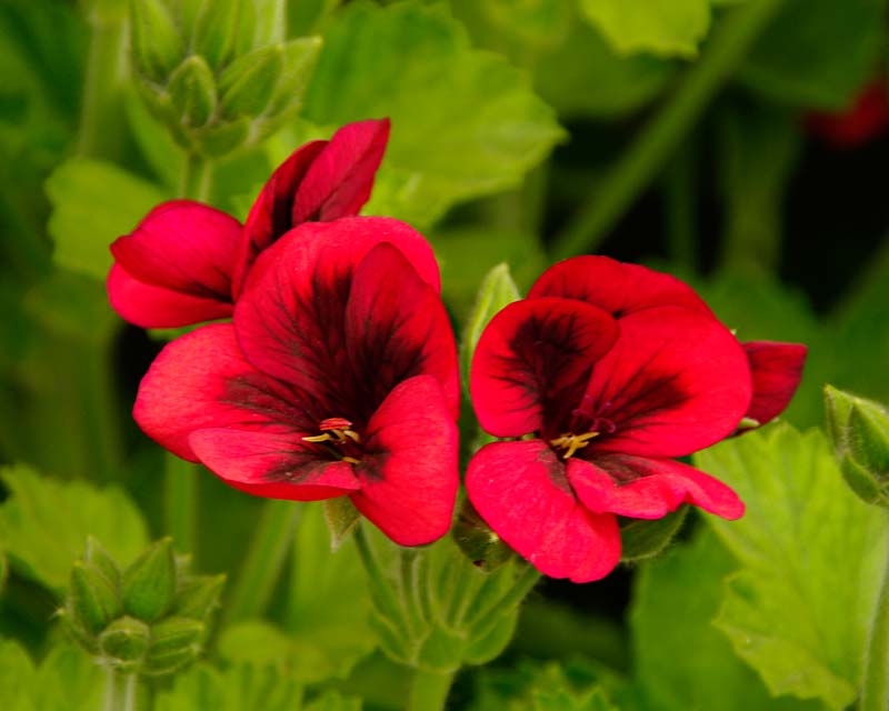 Unique Pelargoniums Voodoo - has bright red flowers and deep maroon to back markings on the throat.