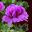 Unique Pelargoniums Purple Unique has large purple flowers and scented leaves