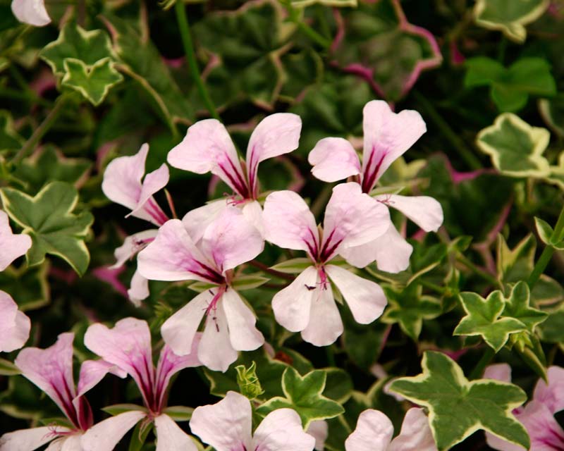 Ivy leaf pelagonium -  variagated leaves and pale pink petalled flowers with cerise veins