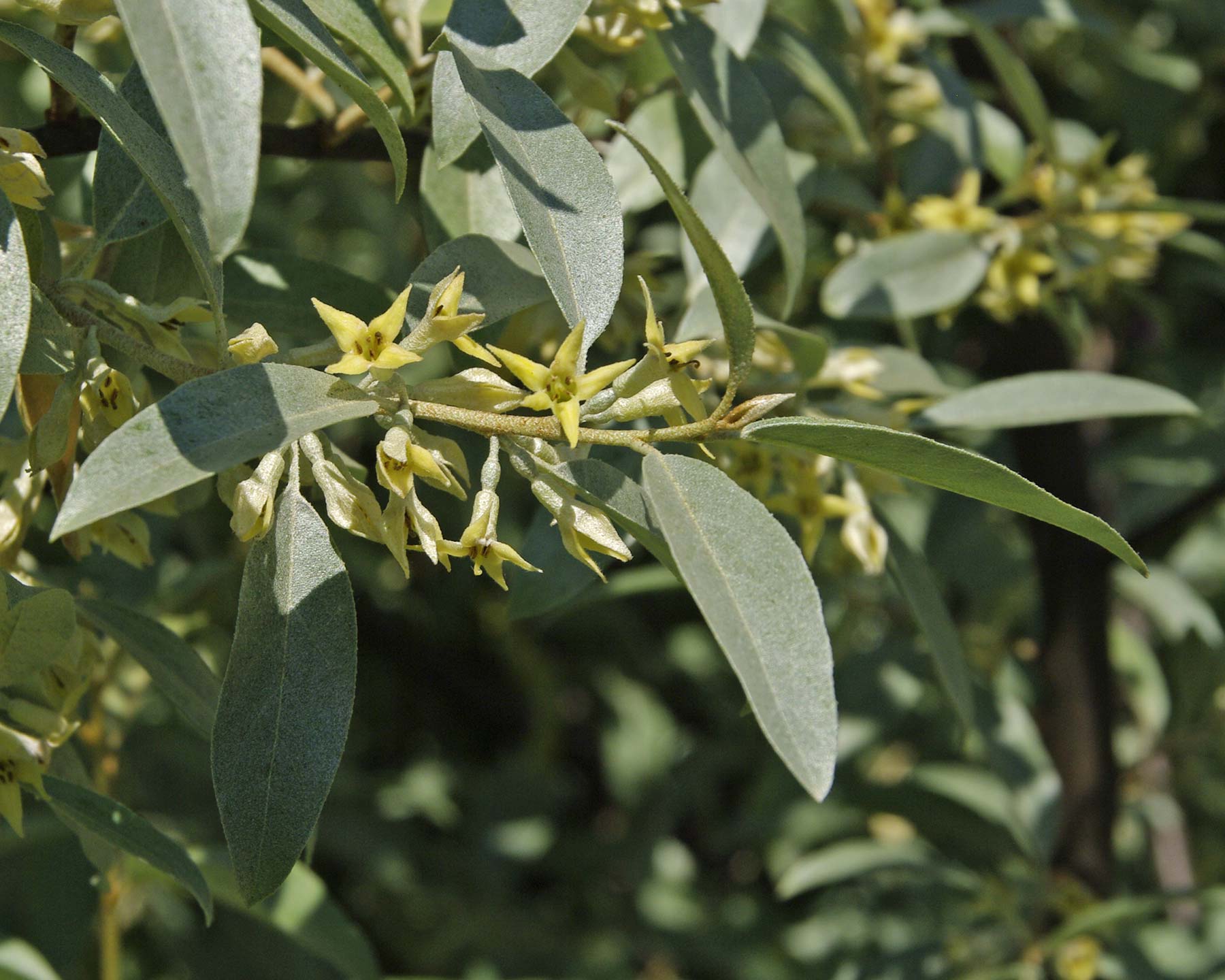 Eleagnus angustifolia 'Quicksilver'