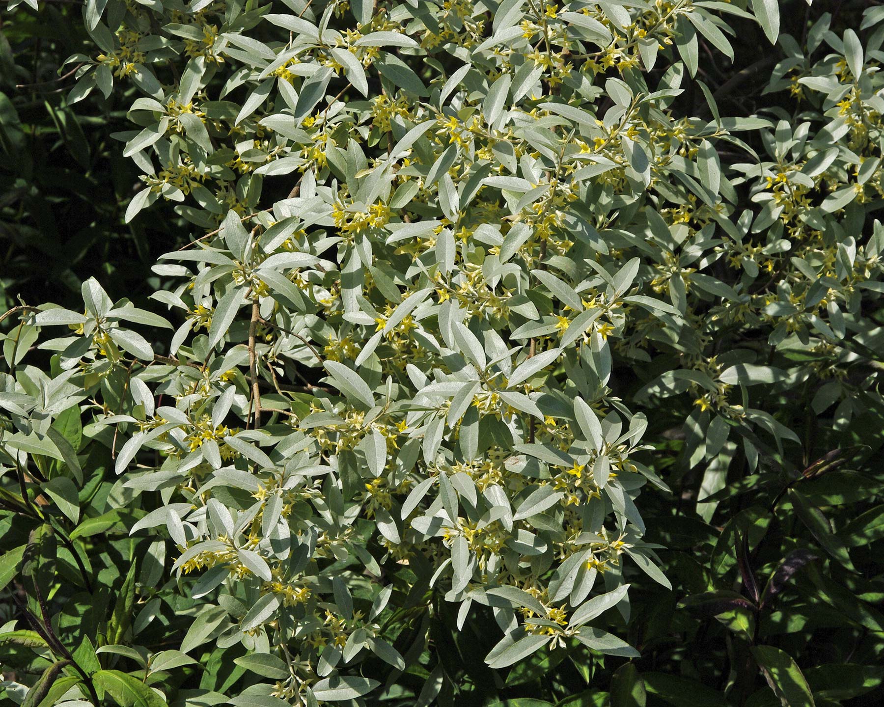 Eleagnus angustifolia Quicksilver