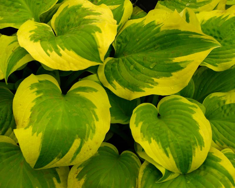 Hosta Delta Dawn has chartreuse green leaves with deep creamy margins