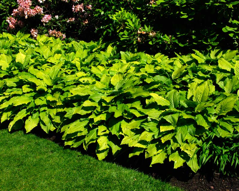Hosta Honeybells - has large light green leaves in shade turning more yellow in the sun