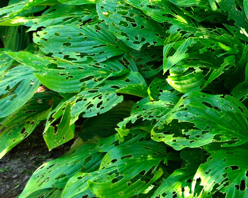 Snails and Slugs love Hostas and cause a lot of damage - some cultivars are more resistant