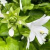 Beautiful white flowers - Hosta in summer