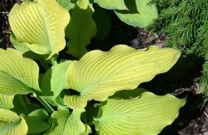Hosta Sun Power -has large chartreuse to deep yellow leaves and lavender flowers in summer