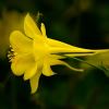The yellow flower of Aquilegia chrysantha