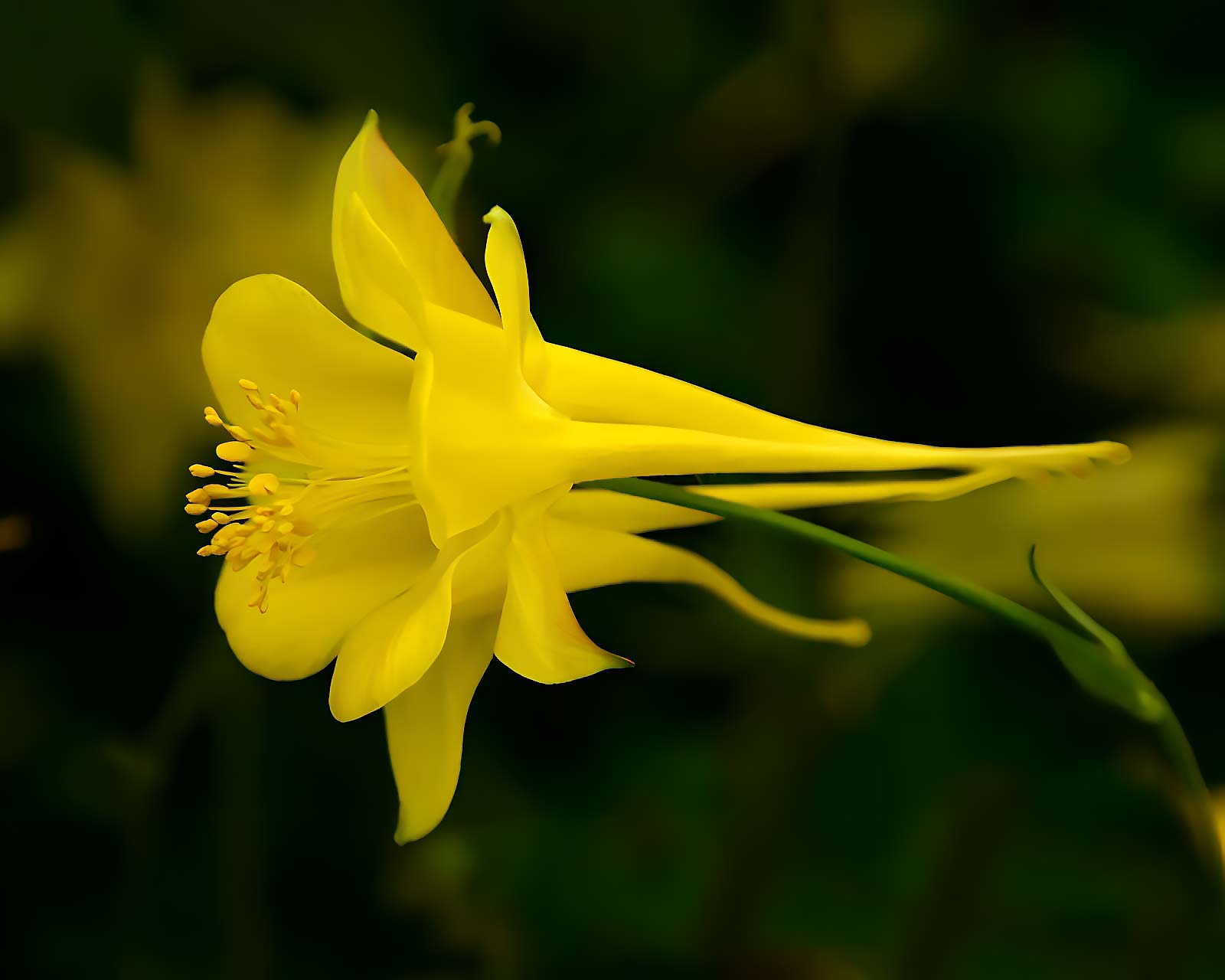 The yellow flower of Aquilegia chrysantha