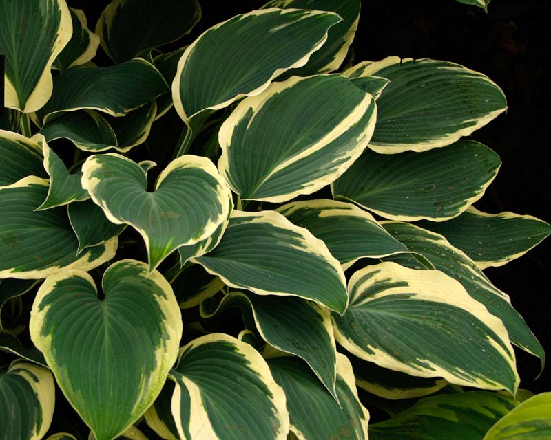 Hosta El Nino - has blue green leaves with creamy-white margins and lavender flowers