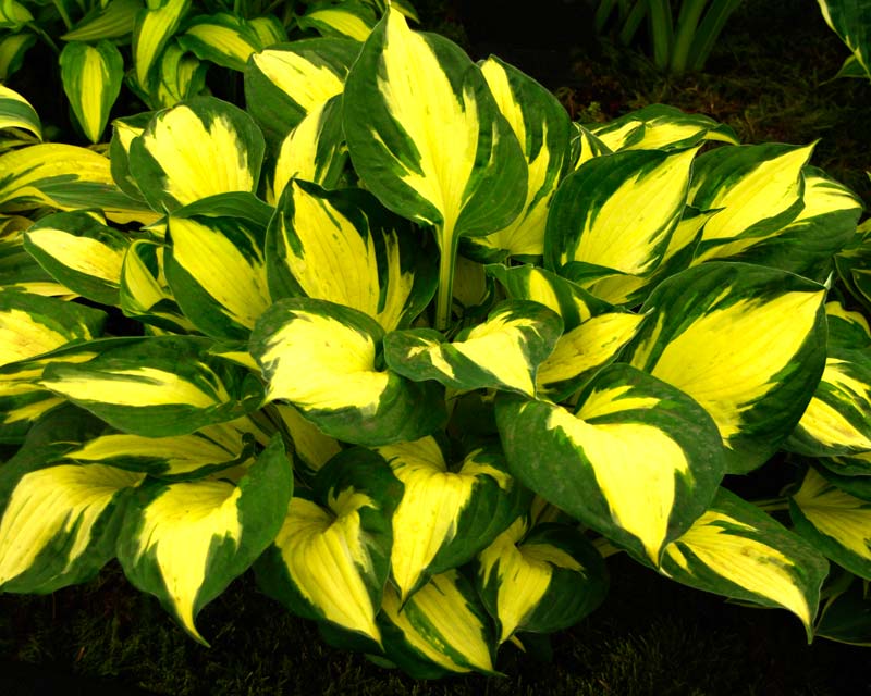 Hosta Eternal Flame - has white to cream leaves with deep green margins