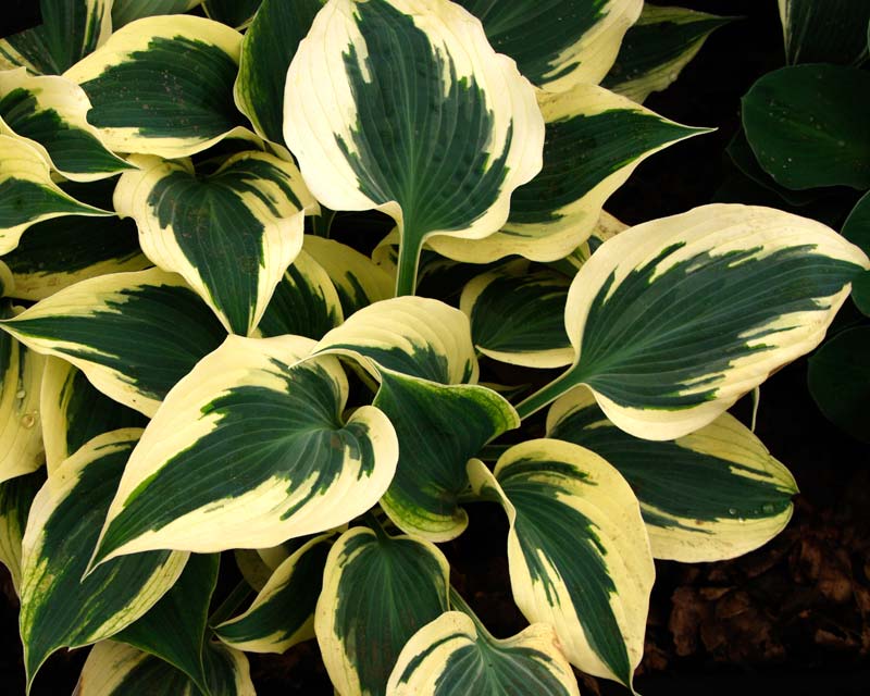 Hosta Firn Line - Deep blue-green leaves with cream margin turning white in summer