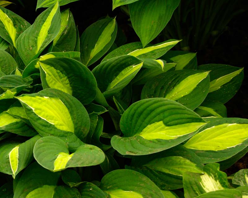 Hosta Gypsy Rose - medium size with Leaves green with a bright yellow-green splash along the centre