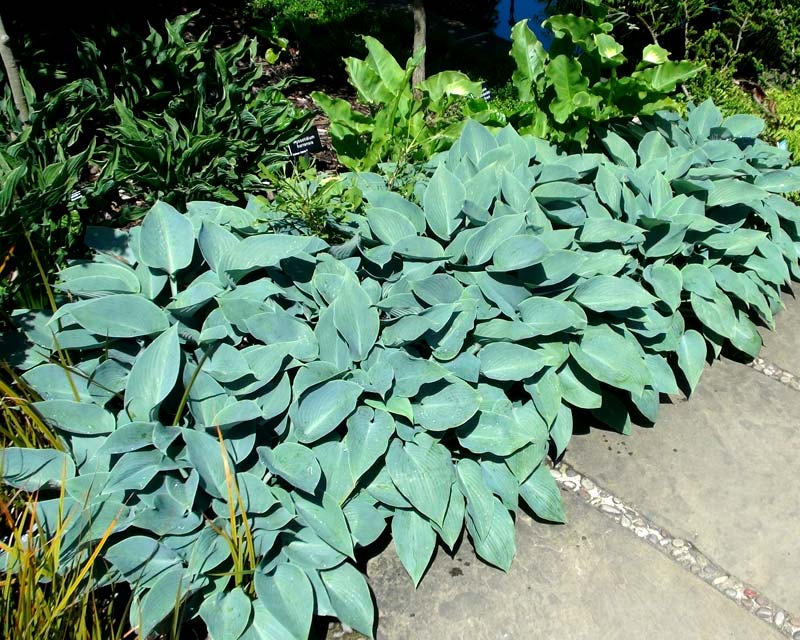 Hosta Halcyon has large thick blue-green leaves
