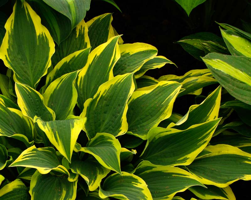 Hosta Lacy Belle - has pointed blue green leaves with white margins in sun - tend to be more creamy in shade