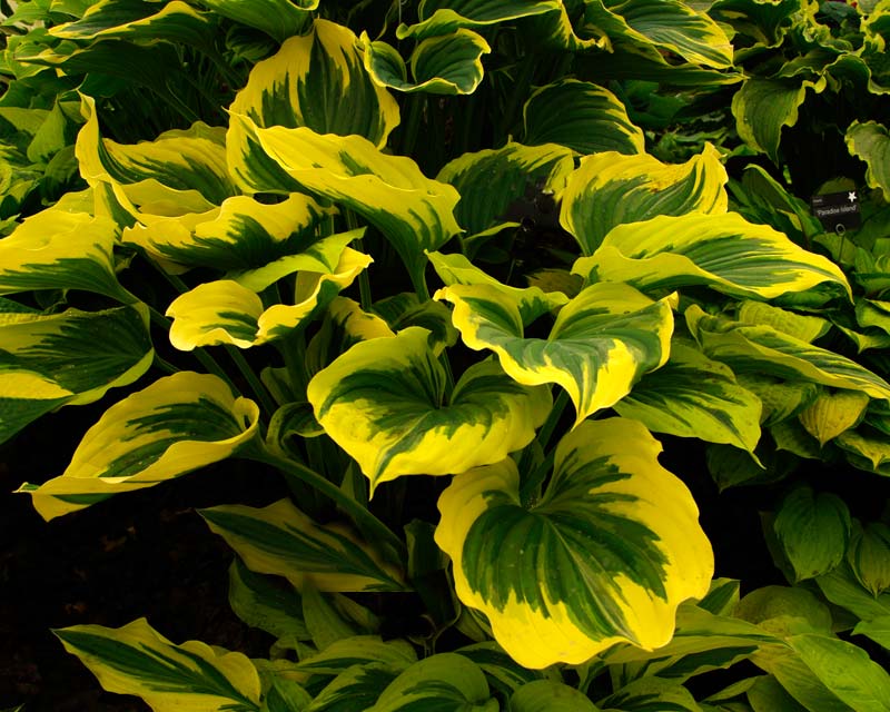 Hosta Liberty has large dull green leaves with a wide creamy-yellow margin