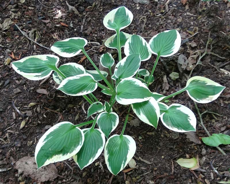 Hosta Patriot - lance shaped deep green leaves with an irregular white margin and lavender flowers