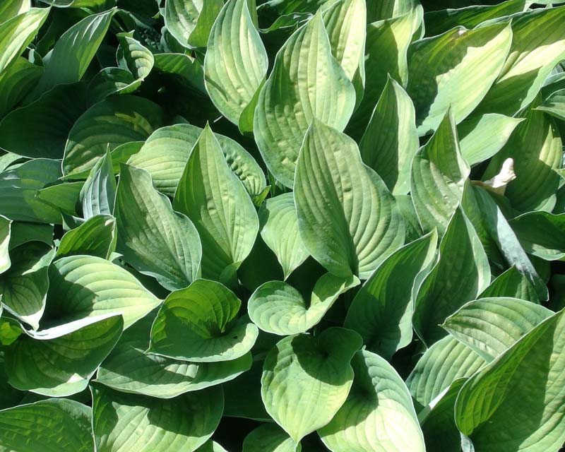 Hosta Sharman - heart shaped light green leaves with an irregular darker green margin. Lavender flowers in summer