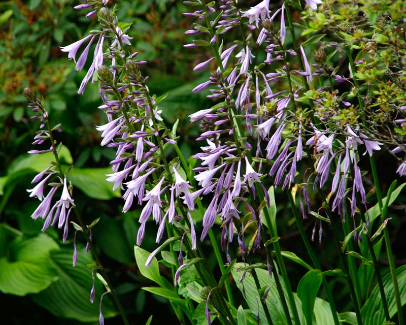 Hosta Tall Boy - Panicles of funnel shaped purple to lavender flowers in summer