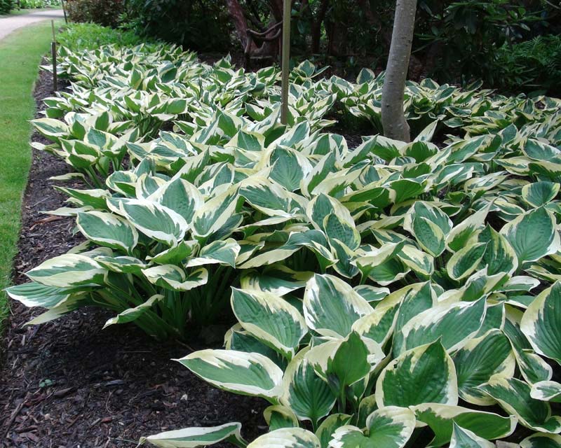 Hosta Twilight - Lance shaped blue green leaves with wide irregular cream margin. Lavender blooms in late summer