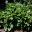 Hosta undulata Albo Marginata is now considered to be a medium size cultivar