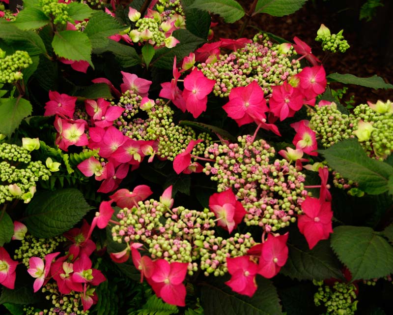 Lacecap Hydrangea Strawberries and Cream has deep pink outer flowers and small creamy to light pink inner flowers