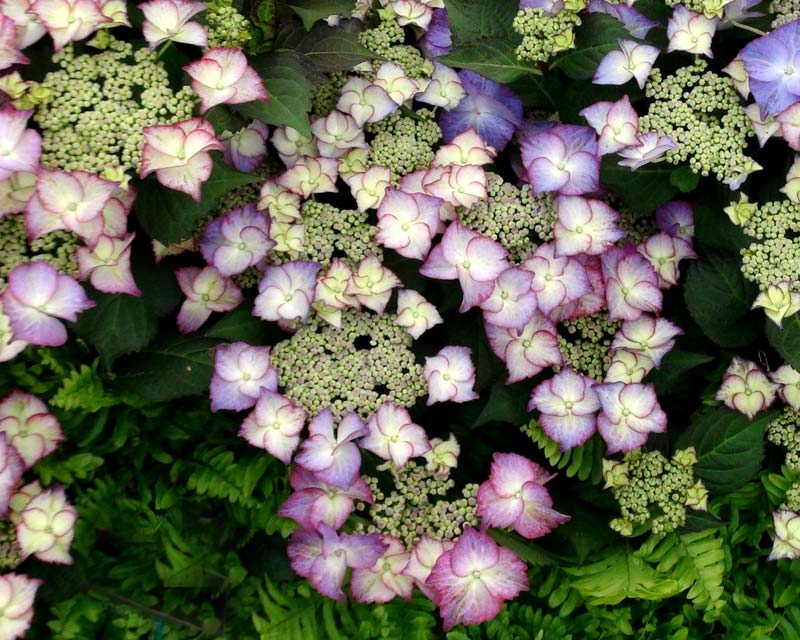 Hydrangea Lacecap Tiffany Lilac the petals  pale to dark mauve with red margins