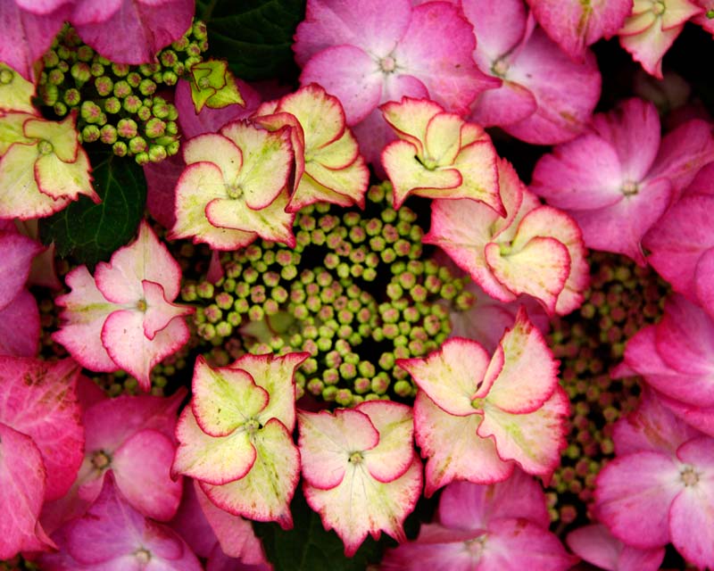 Hydrangea Lacecap Tiffany Pink - flowers various shades of pink the inner circle of flowers are paler with red margins