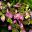 Hydrangea Lacecap Blueberry Cheesecake - dark mauve outer flower, creamy-green inner flowers.