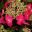 Hydrangea macrophylla normalis - Lacecap Hydrangea Strawberries and Cream
