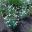 Argyranthemum foeniculaceum, Canary Island Margeurite