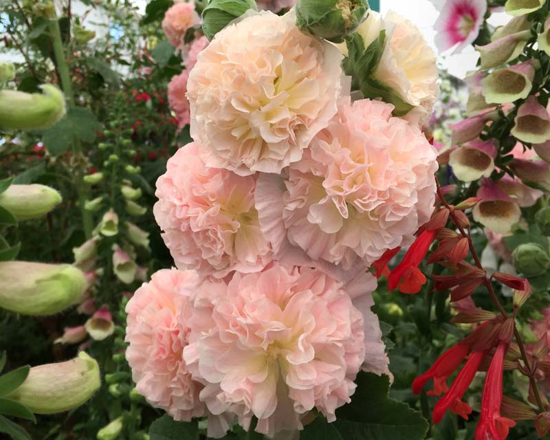 Alcea hybrid - this is a lovely double called Peaches n Dreams