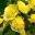 Alcea hybrid Banana has double yellow flowers