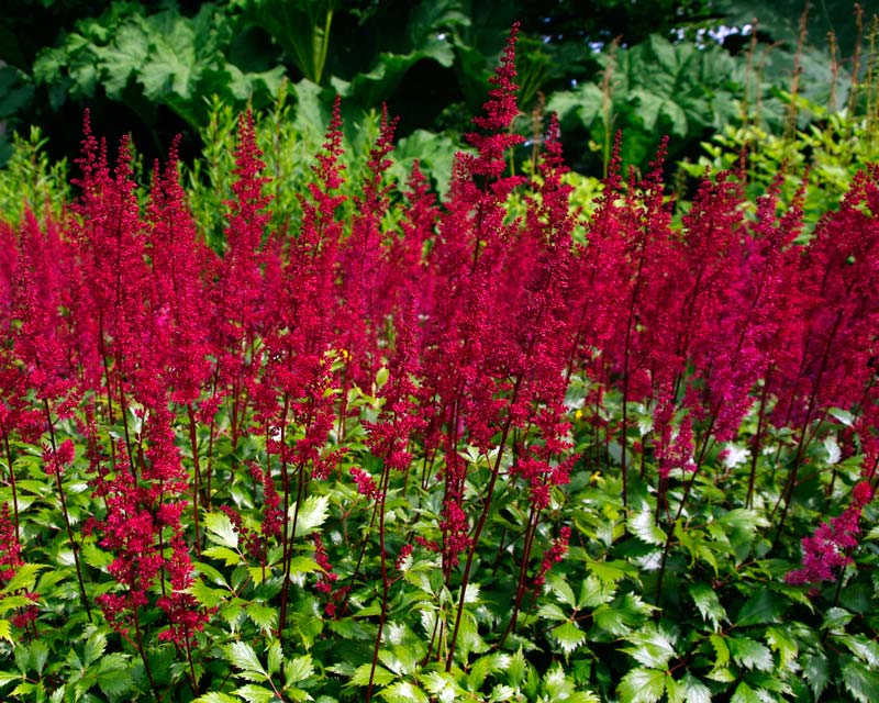 Astilbe japonica - Montgomery